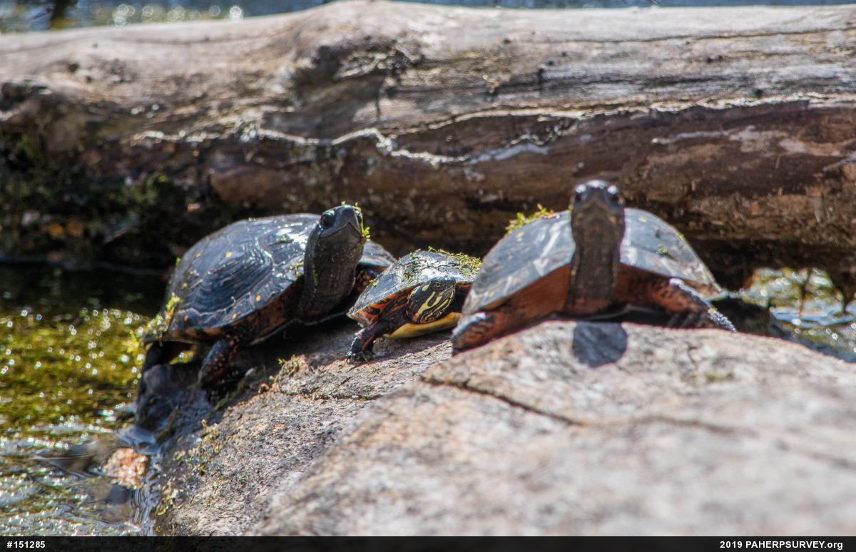 Painted Turtle