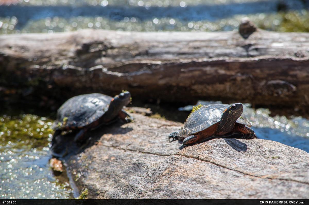 Spotted Turtle