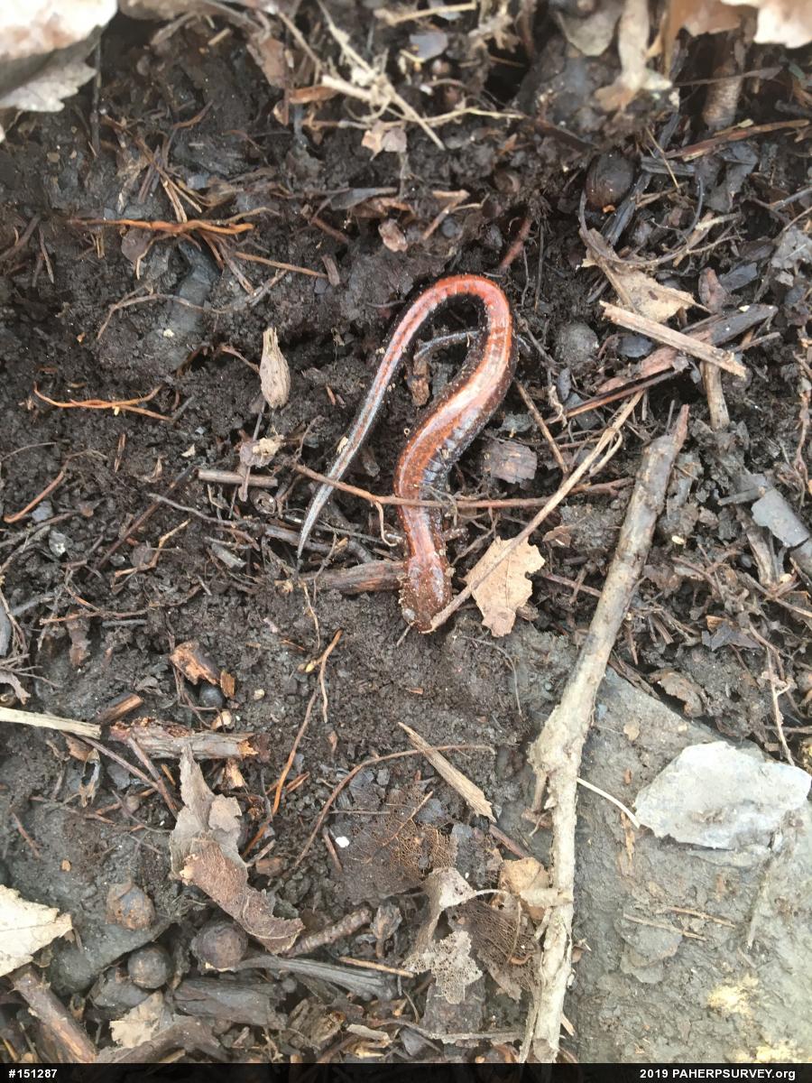Eastern Red-backed  Salamander