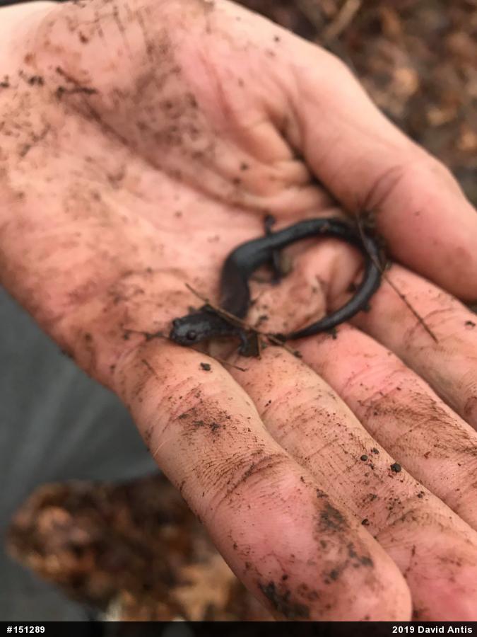 Northern Ravine Salamander