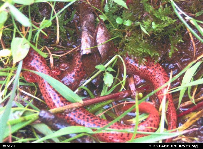 Northern Red Salamander