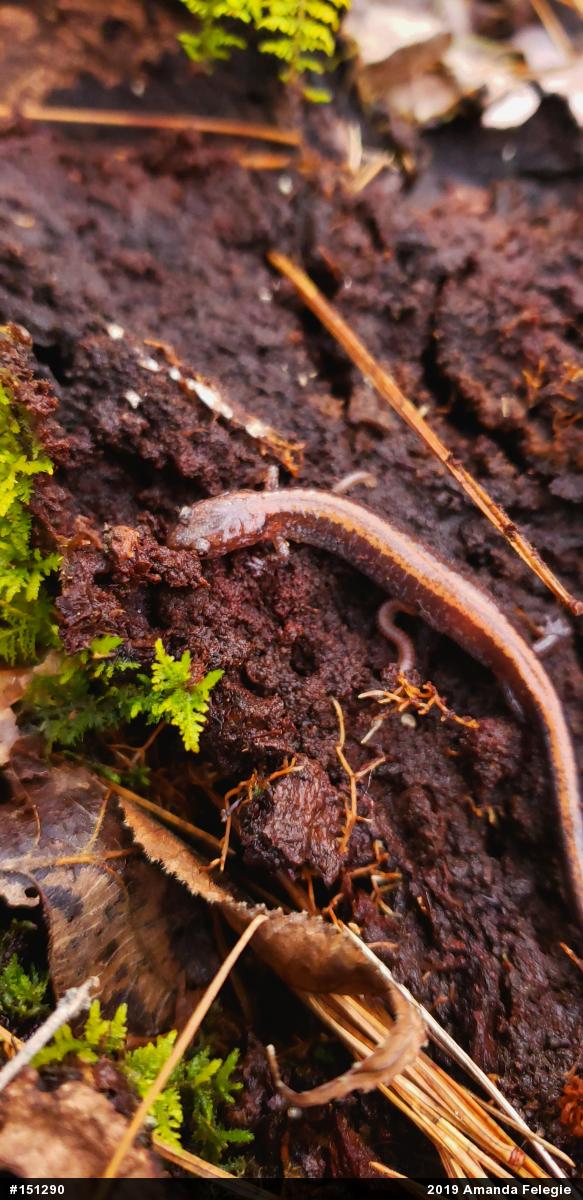 Eastern Red-backed  Salamander