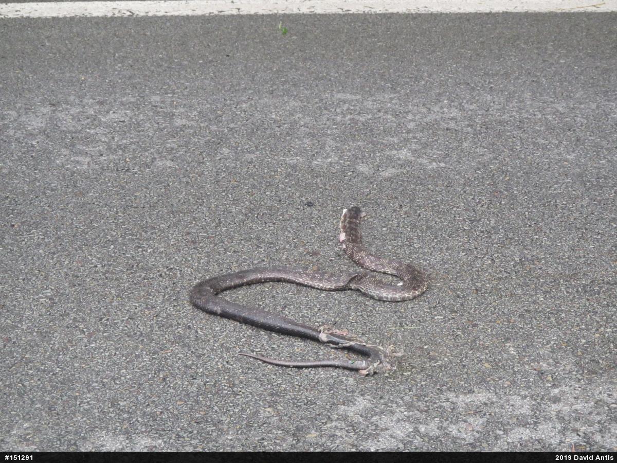 Eastern Ratsnake