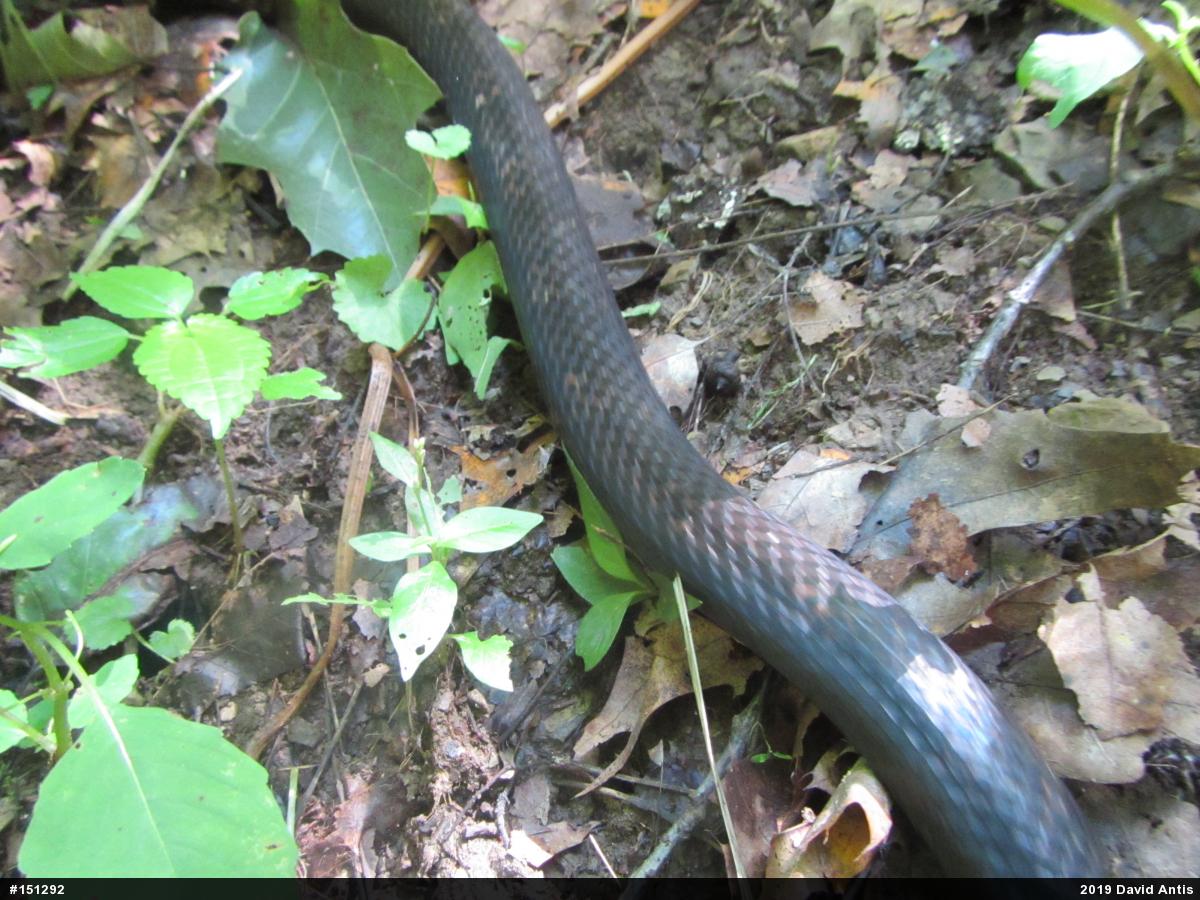 Eastern Ratsnake