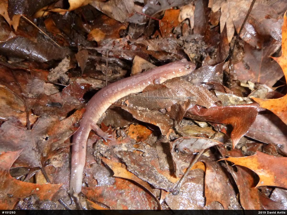 Northern Spring Salamander
