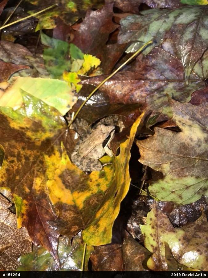 Wood Frog