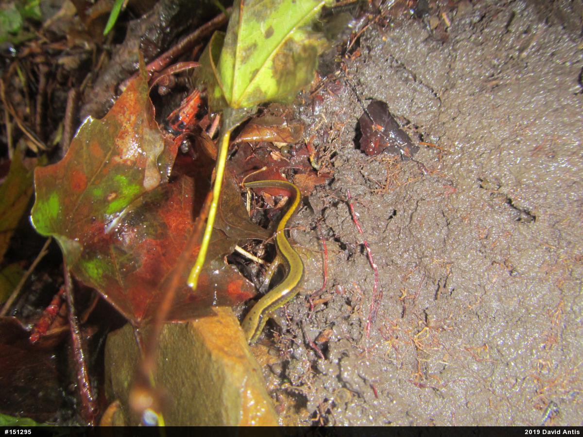 Northern Two-lined Salamander