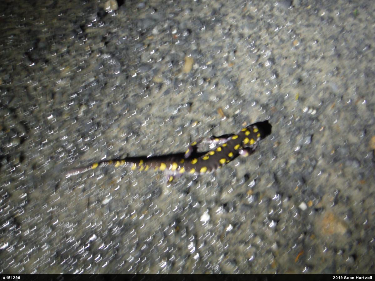 Spotted Salamander