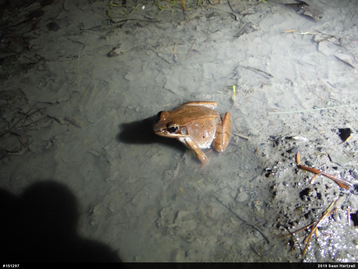 Wood Frog