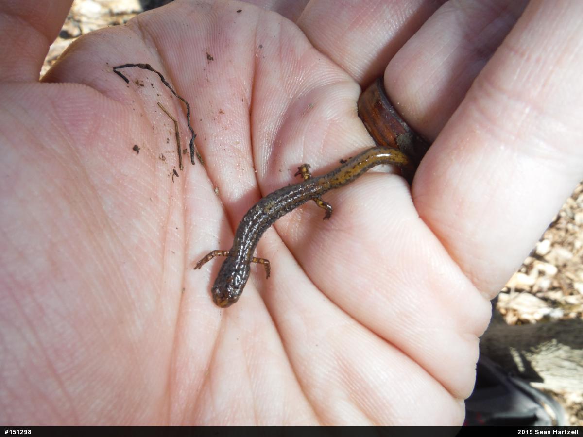 Four-toed Salamander