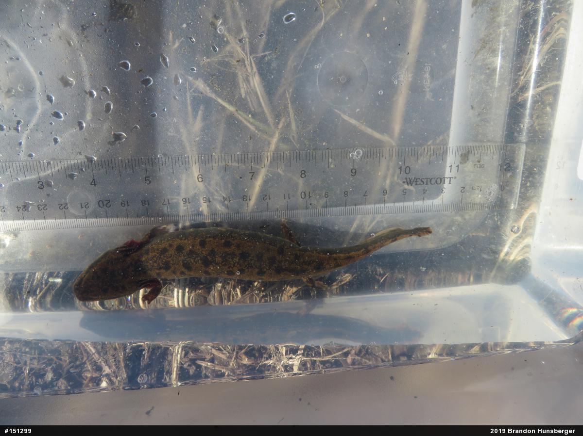 Common Mudpuppy