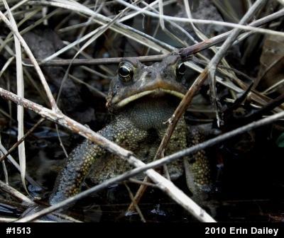 Eastern American Toad