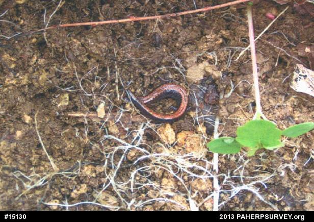 Eastern Red-backed  Salamander