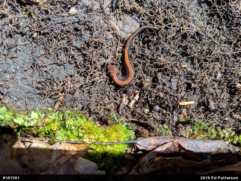 Eastern Red-backed  Salamander