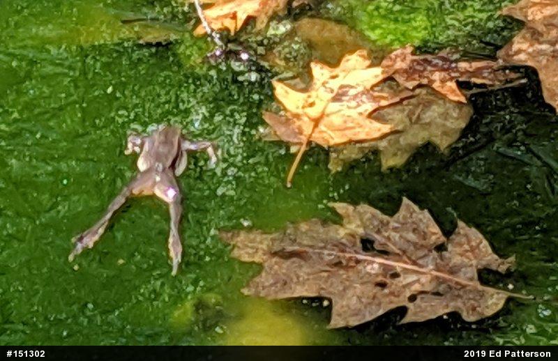 Wood Frog