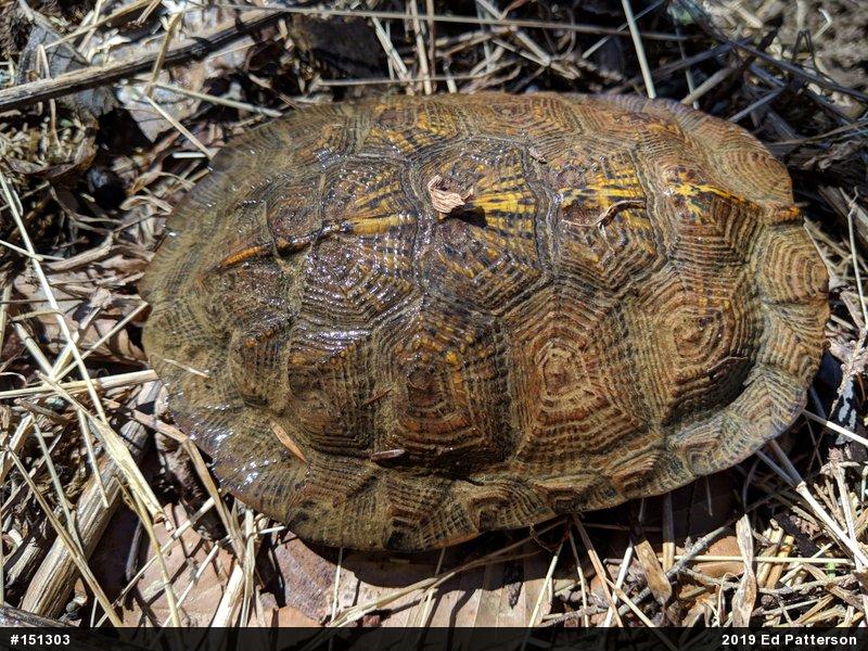 Wood Turtle
