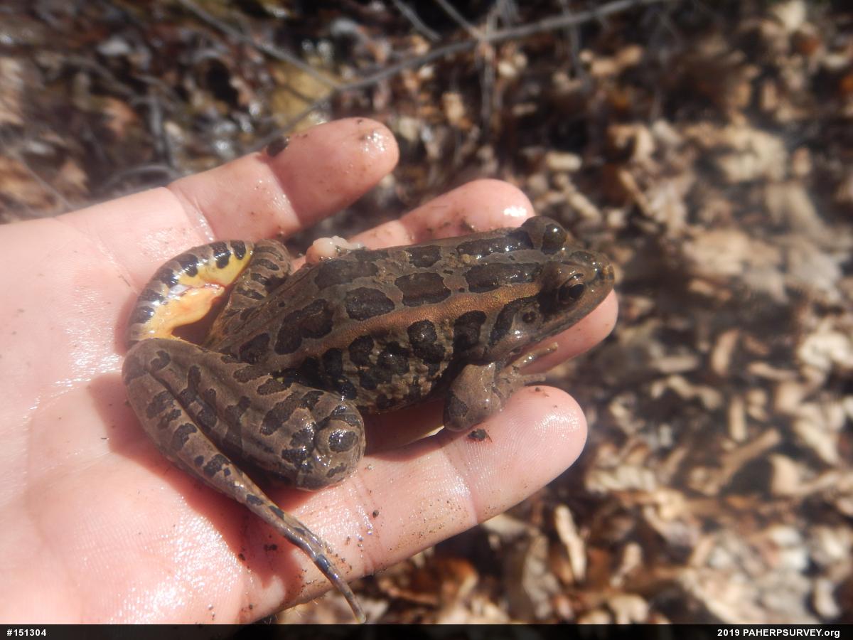 Pickerel Frog