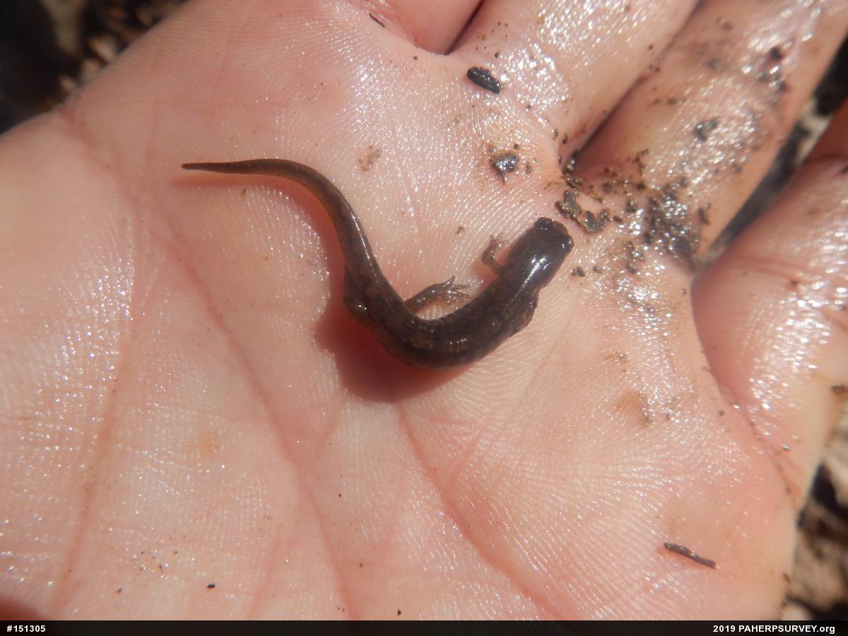 Northern Dusky Salamander