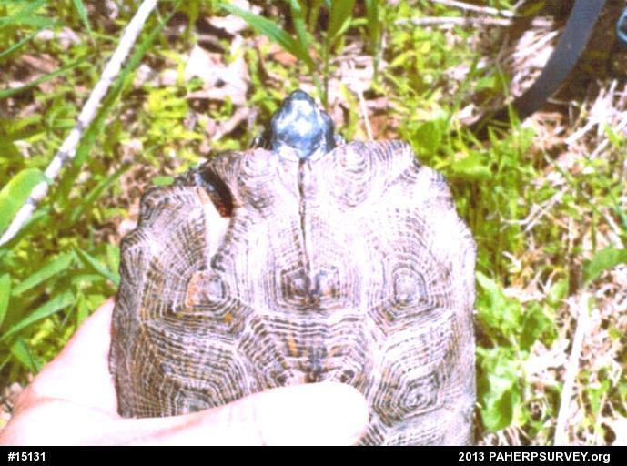 Wood Turtle