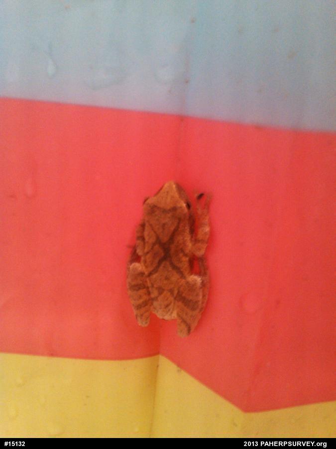 Spring Peeper