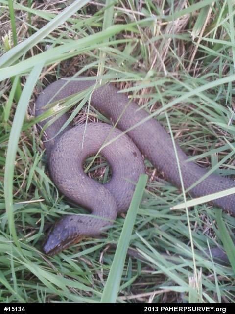 Northern Watersnake