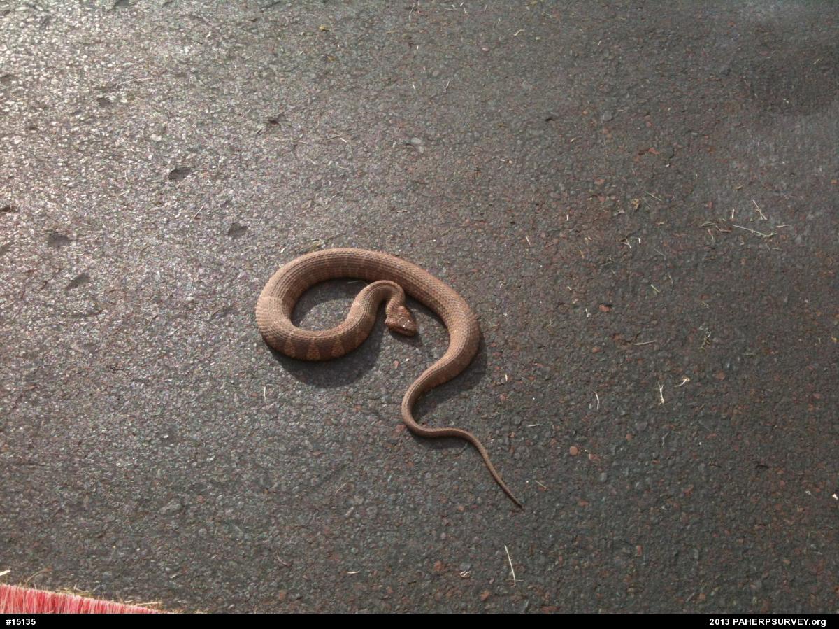 Northern Watersnake