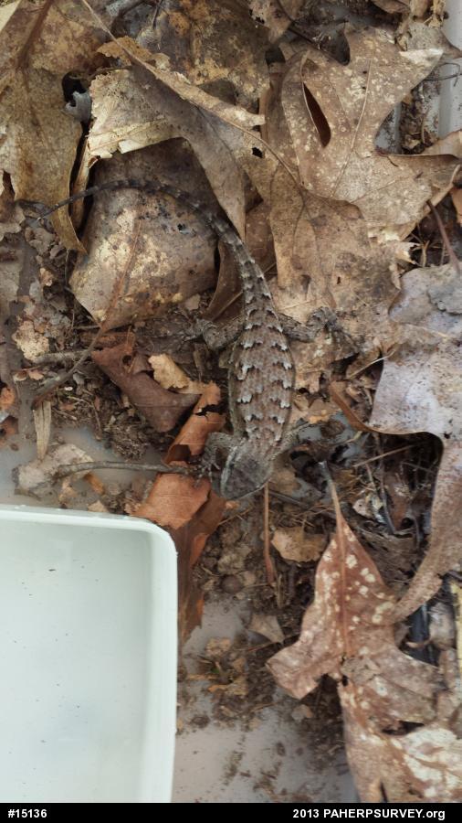 Eastern Fence Lizard