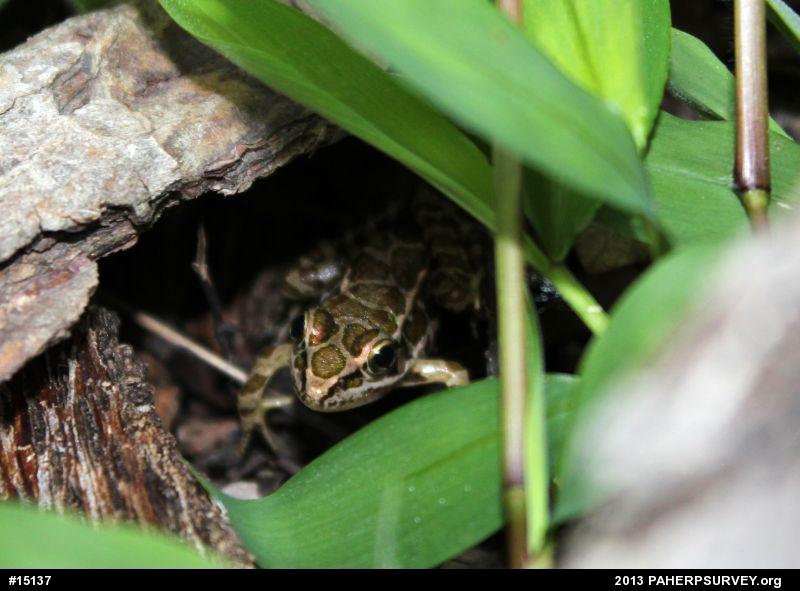 Pickerel Frog