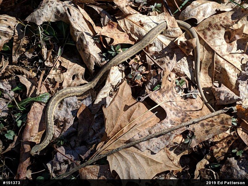 Eastern Gartersnake