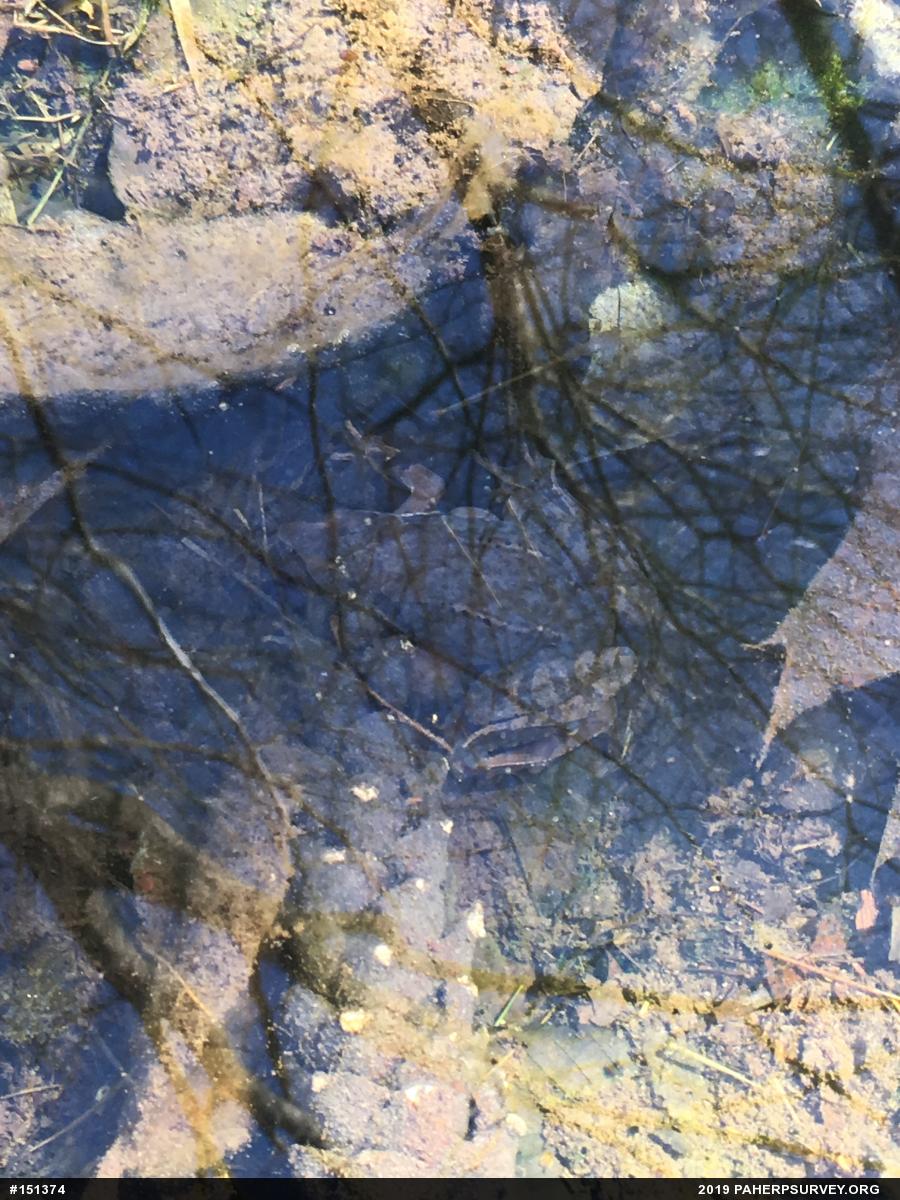 Wood Frog