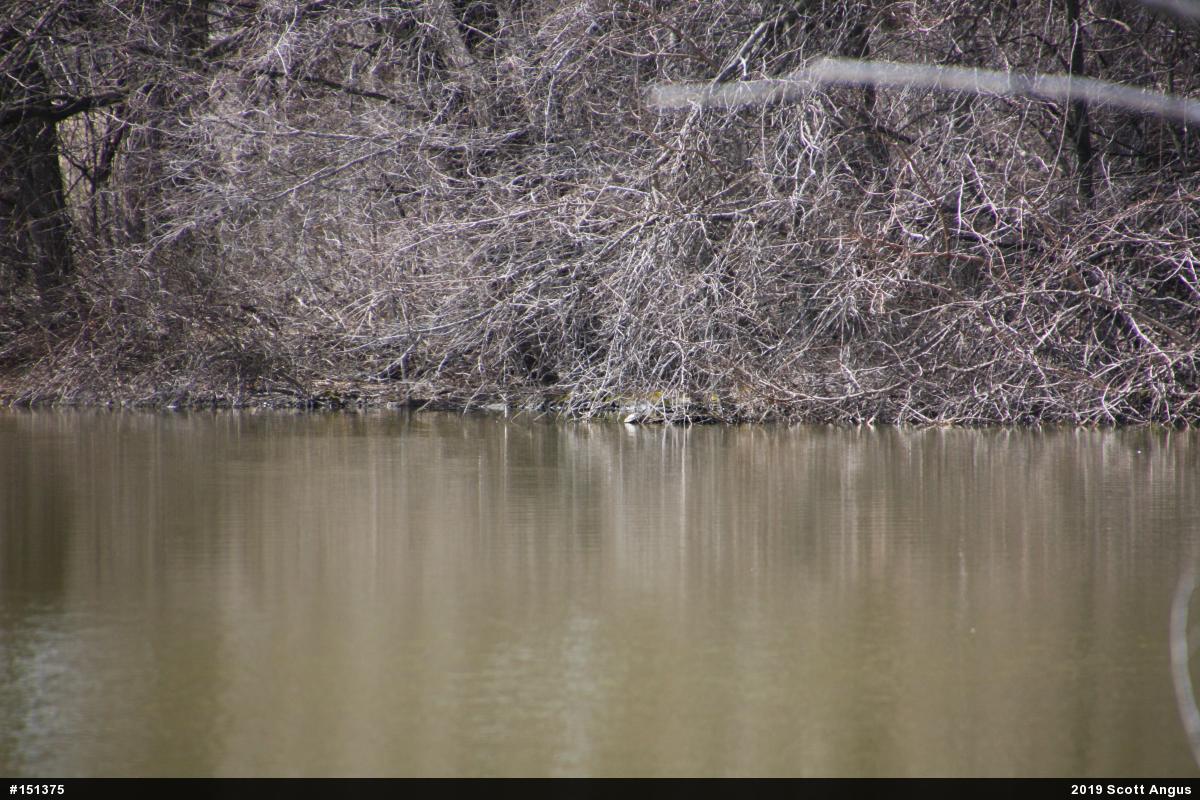 Yellow-bellied Slider