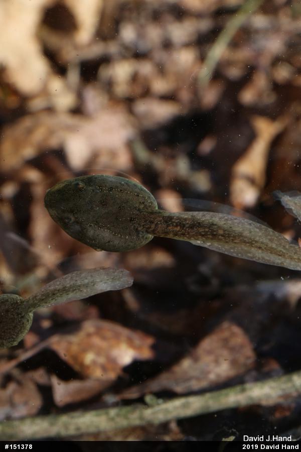 Green Frog