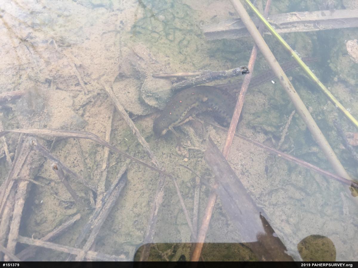 Red-spotted Newt