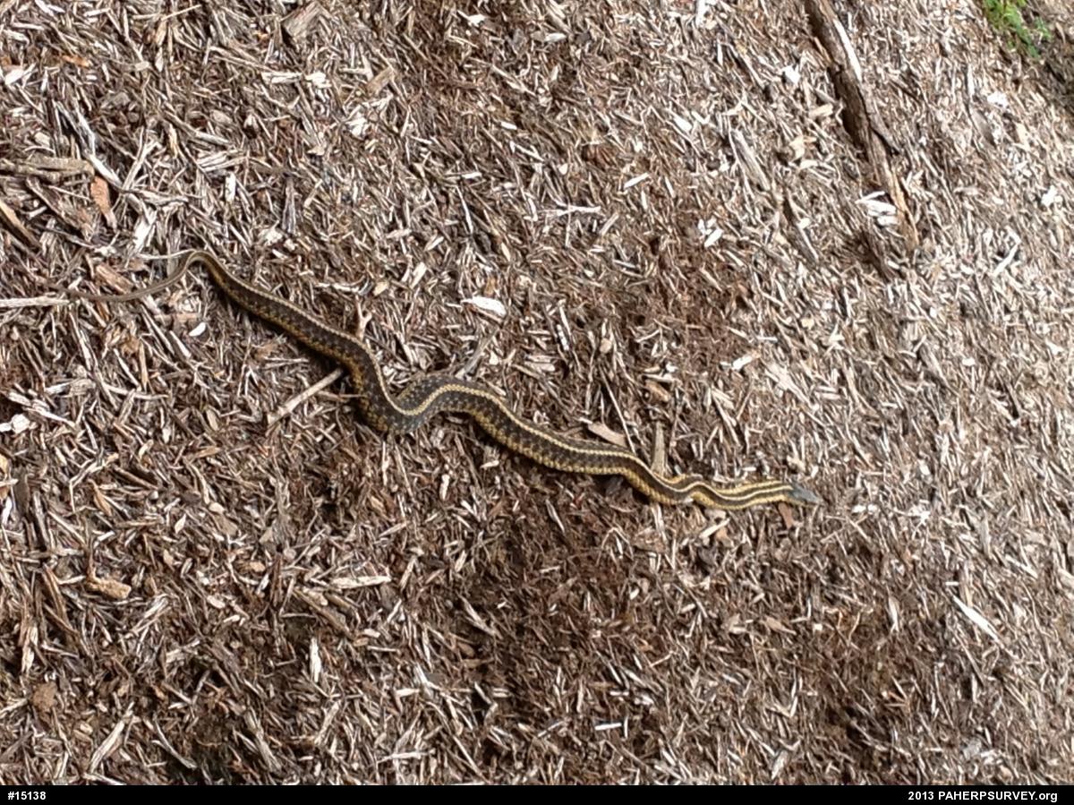 Eastern Gartersnake