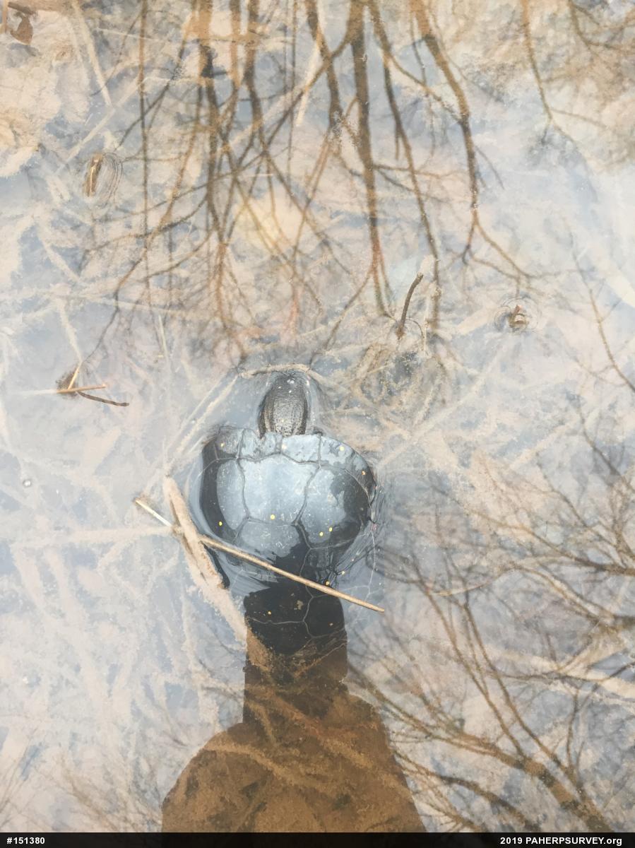 Spotted Turtle
