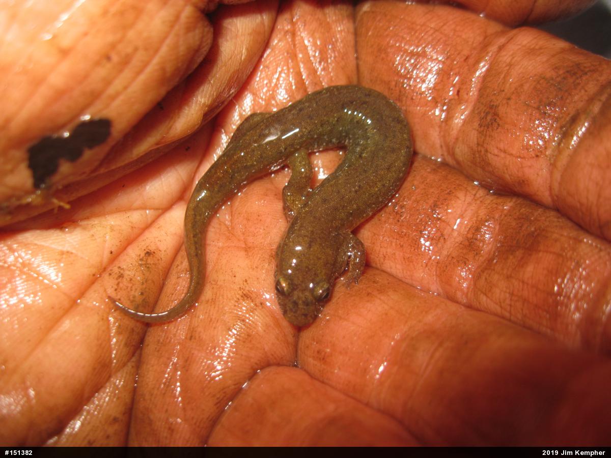 Northern Dusky Salamander