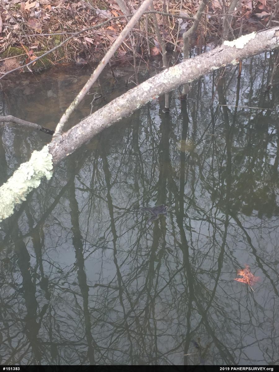 Wood Frog