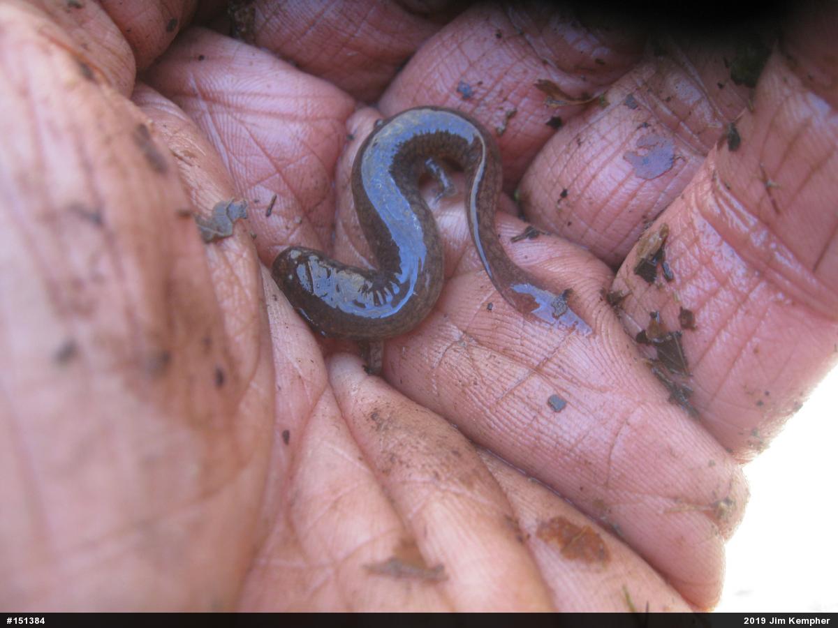 Northern Spring Salamander