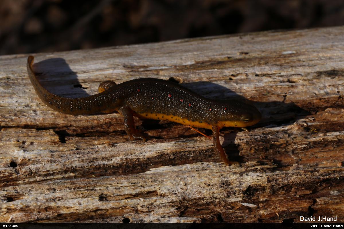 Red-spotted Newt