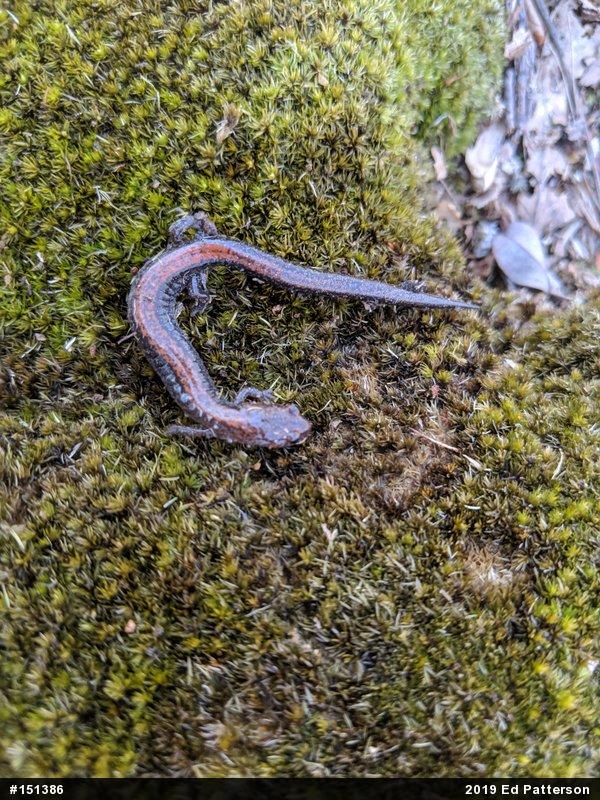 Eastern Red-backed  Salamander