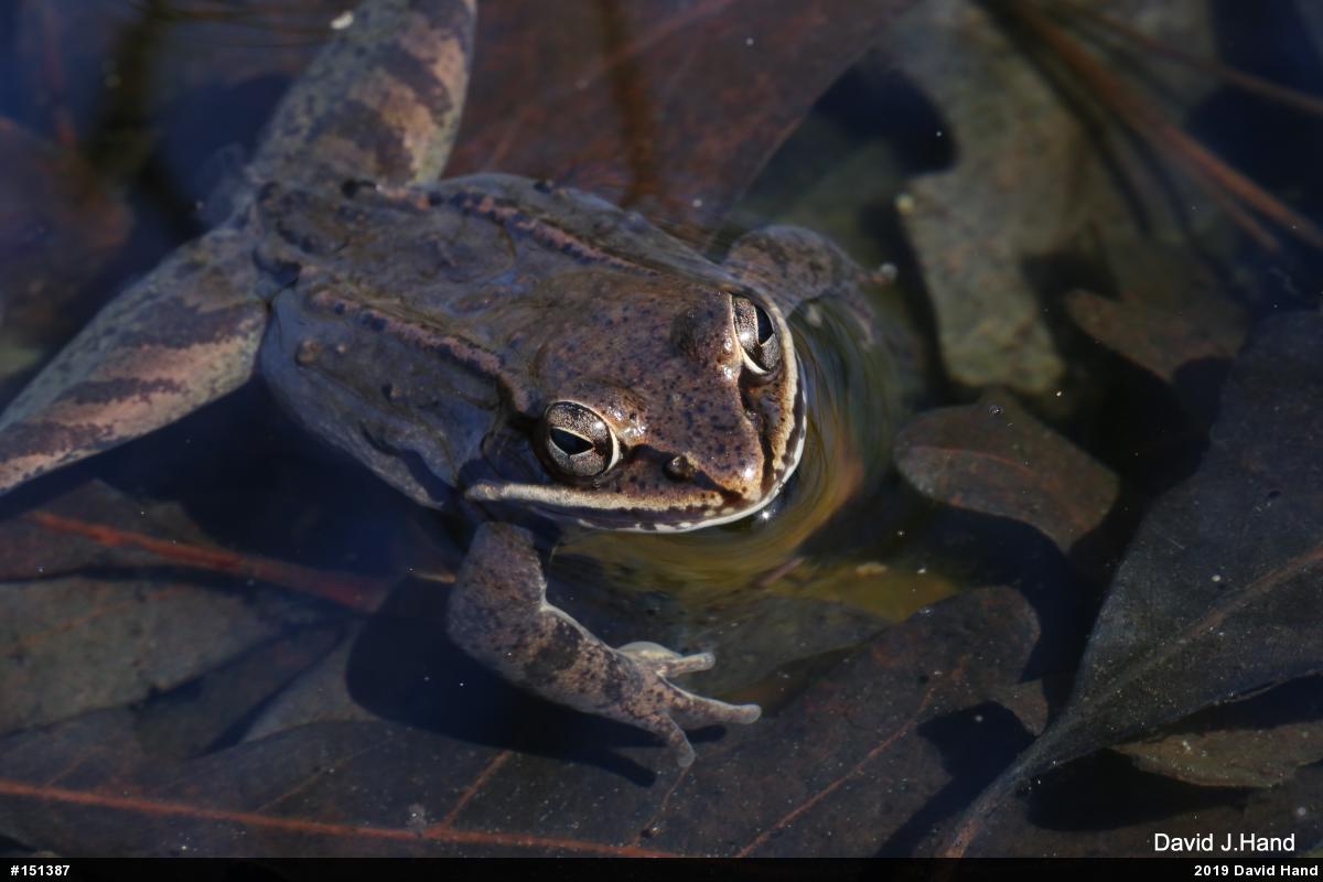 Wood Frog