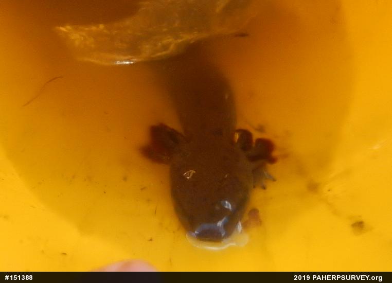 Common Mudpuppy