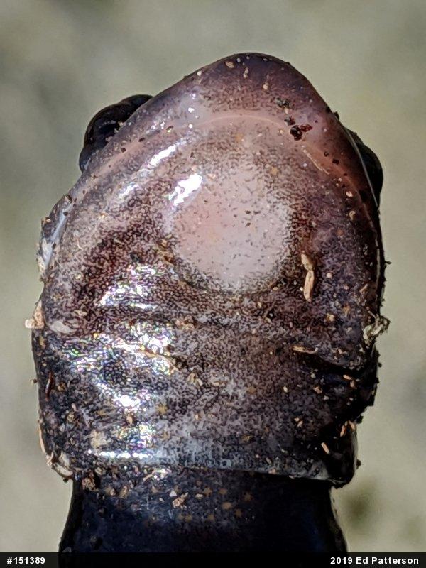 Northern Slimy Salamander