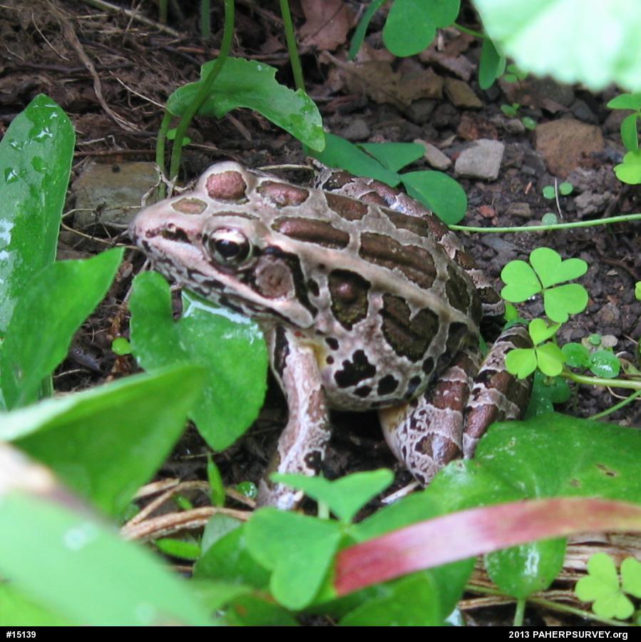 Pickerel Frog