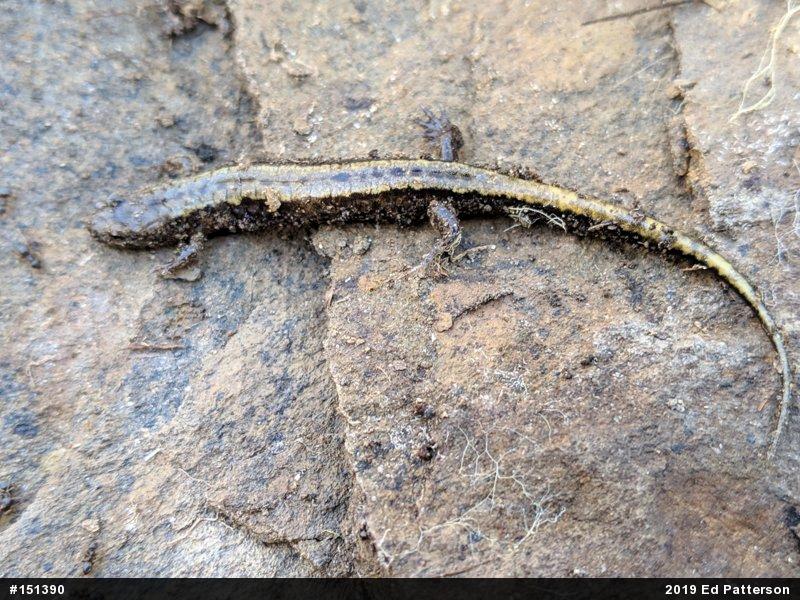 Allegheny Mountain Dusky Salamander