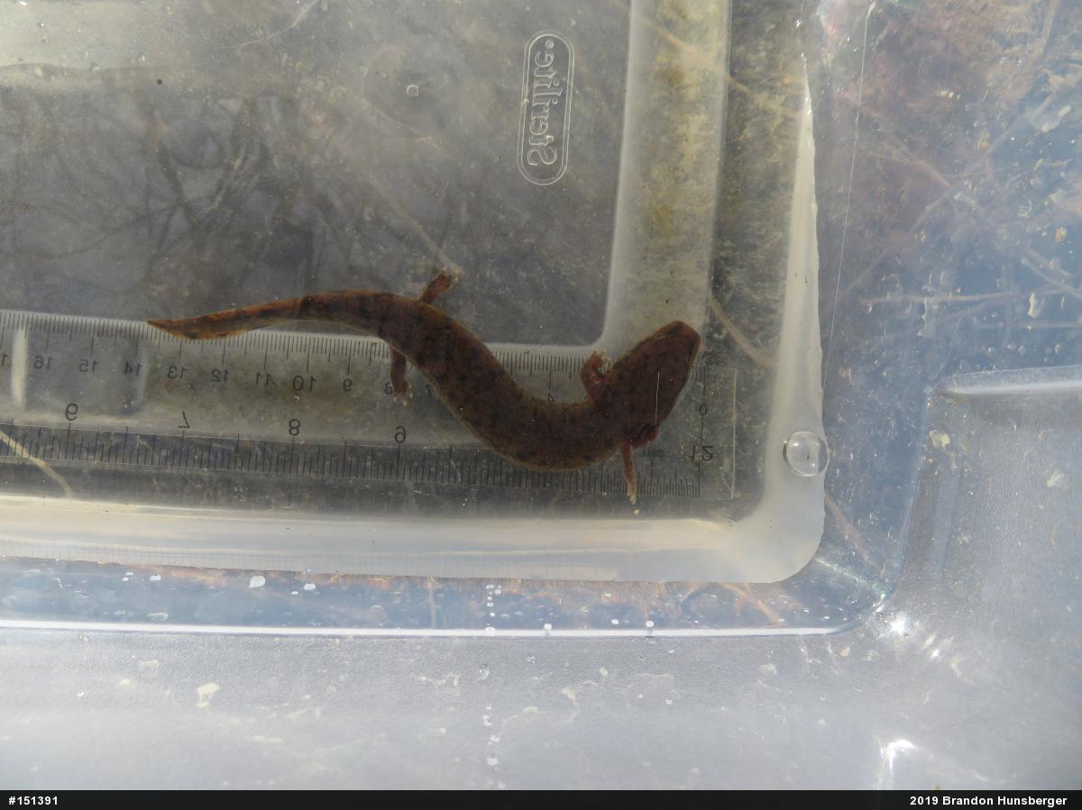 Common Mudpuppy