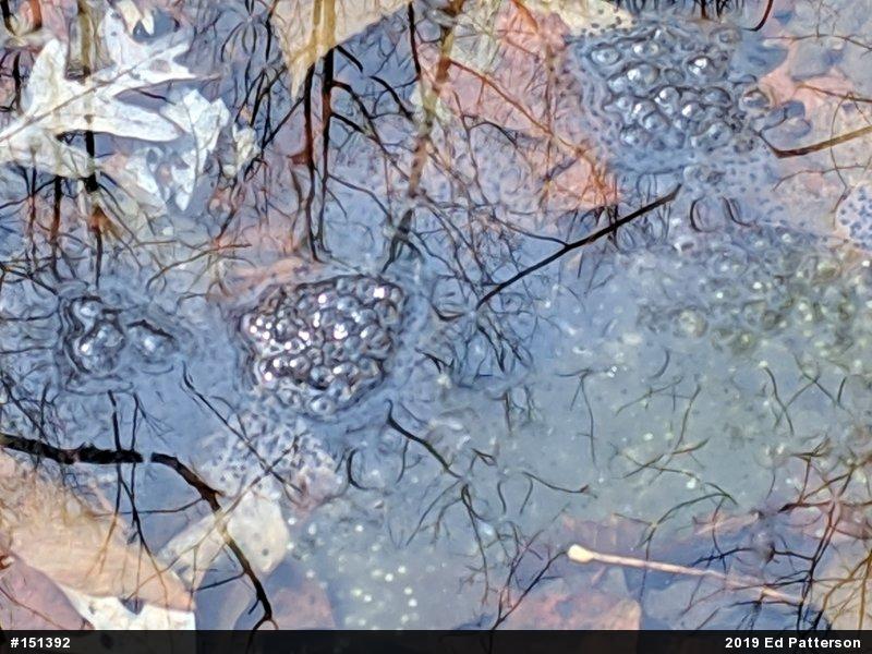 Wood Frog