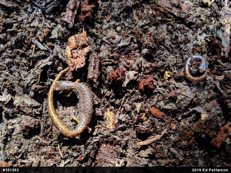 Four-toed Salamander