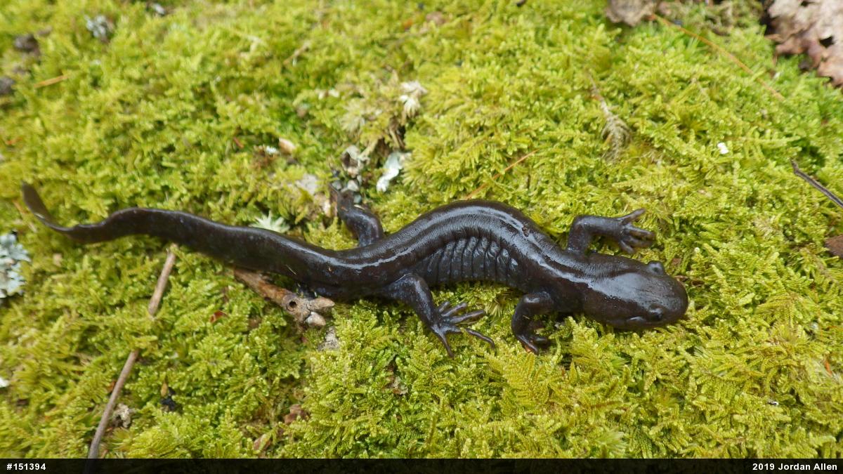 Jefferson Salamander