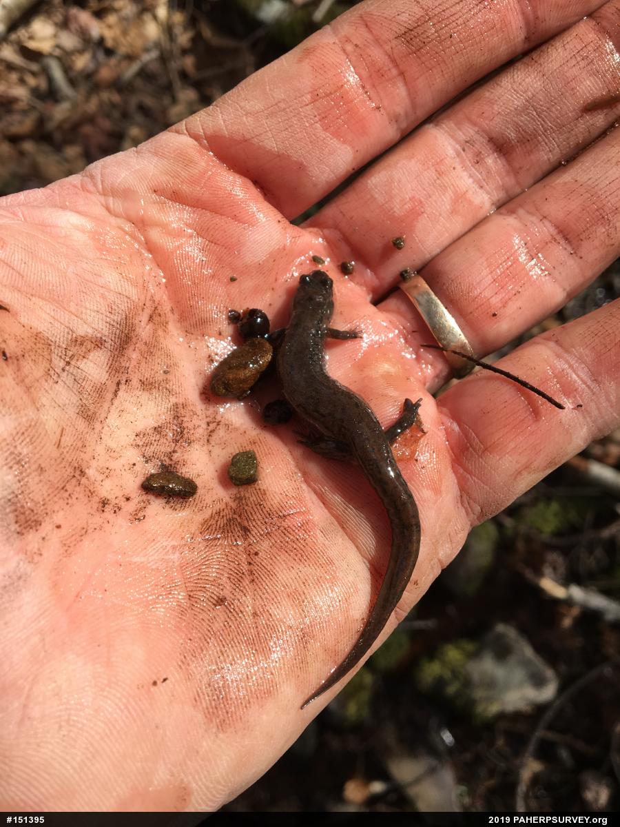 Northern Dusky Salamander